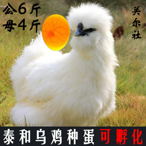 大种泰和乌鸡种蛋可孵化土鸡快大型白凤鸡元宝乌骨鸡受精蛋包邮