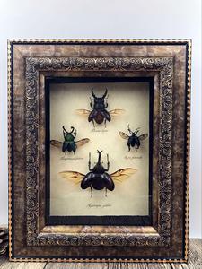 蝶语 昆虫标本装饰画锹甲犀金龟标本带框礼物收藏送人 阿里巴巴找货神器