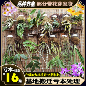 板植木板 板植木板品牌 价格 阿里巴巴