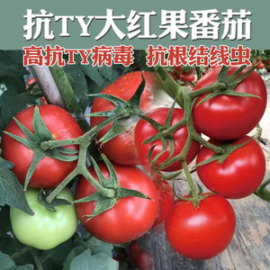 荷兰齐达利3098大红番茄西红柿圣女果抗TY高产蔬菜水果种子籽孑苗