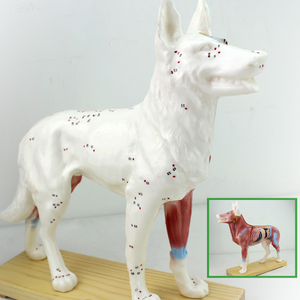颐诺正品狗针灸模型动物解剖模型宠物模型犬针灸腧穴模型