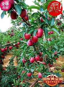 甘肃礼县西和精品花牛苹果果农自产自销多年前的味道 10斤