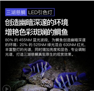 吉印刀锋三湖慈鲷鱼灯 鹦鹉鱼灯 锦鲤鱼灯 红龙鱼灯金龙鱼灯LED灯