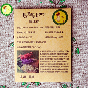 国产鲁冰花种子 鲁冰花在中国台湾地区茶园广泛种植 美丽生态环境
