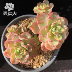 多肉植物石化锦 淘宝拼多多热销多肉植物石化锦货源拿货 阿里巴巴货源