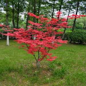 庭院绿化四季红枫小苗中国红枫树苗红枫苗耐寒三季红日本红枫盆栽