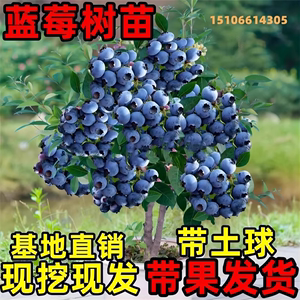 蓝莓树果苗蓝莓树苗盆栽地栽蓝莓苗南方北方种植苗奥尼尔兔眼果树