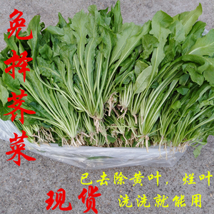 现采荠菜非冷冻野菜新鲜包邮鲜荠菜地菜荠荠菜上海菜