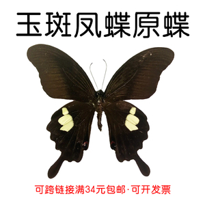 真蝴蝶原蝶玉斑凤蝶未展翅蝴蝶标本制作diy研学手工材料A1/A-品质