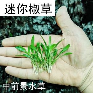 迷你椒草鱼缸草缸溪流缸造景水草植物前景中景阴性淡水新手带根