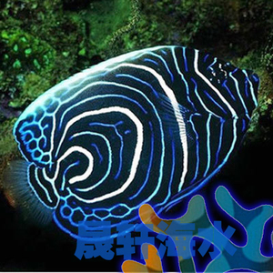海水生物 海水观赏鱼  神仙类鱼 蓝圈神仙