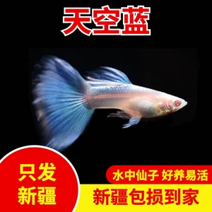 新疆观赏鱼包邮纯种天空蓝孔雀鱼天空蓝大背大尾热带鱼好养易繁殖