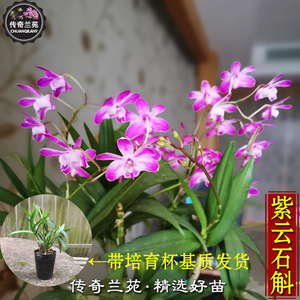 澳洲香水紫云石斛 带花苞基质红花室内绿植兰花比铁皮石斛好包邮