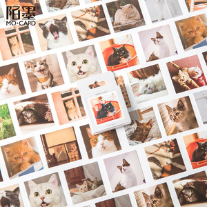陌墨盒装贴纸  我是猫  可爱猫咪生活摄影图片手账装饰不干胶贴画