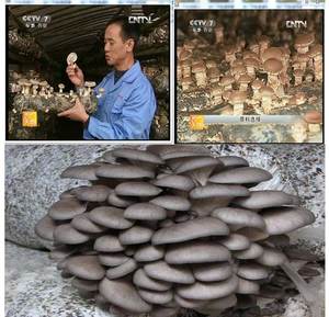 蘑菇种子平菇姬菇鸡腿菇食用菌种原种一级种二级种母种蘑菇菌种