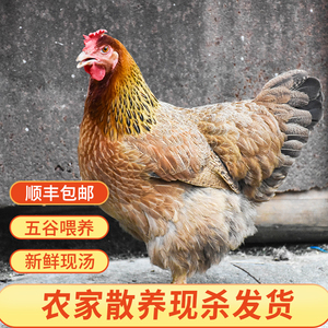 正宗广东清远鸡 220天现杀新鲜散养土鸡麻鸡走地鸡肉煲汤母鸡整只