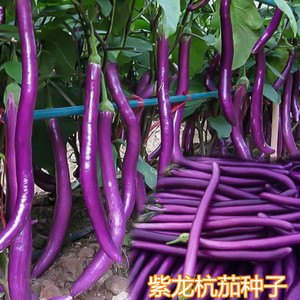 杭茄一号长茄种子青圆绿黑紫色特大烧烤茄子春夏秋四季蔬菜种籽孑