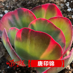 多肉植物的后花园 多肉植物的后花园价格 淘宝天猫热销多肉植物的后花园货源拿货 阿里巴巴找货神器 多肉植物的后花园 多肉植物的后花园价格 淘宝天猫热销多肉植物的后花园货源拿货 阿里巴巴找货神器