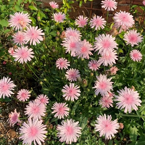 花镜植物粉色蒲公英盆栽苗带花苞庭院阳台花园多年生宿根观花植物
