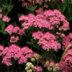 北京花园园艺 红花八宝景天盆栽苗 耐寒耐热抗旱 多年生花境美化