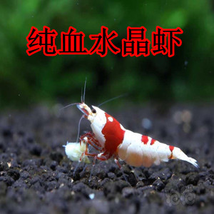 纯血红白水晶虾观赏虾厚白水晶虾黑壳虾工具虾除藻虾淡水虾樱花虾