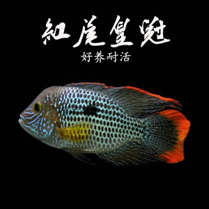 红尾皇冠鱼玉面皇冠财神鱼起头蓝面热带观赏鱼精品淡水罗汉