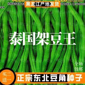 豆角种子东北泰国架豆王种籽架芸豆角籽无丝无筋豆荚长肉厚高产