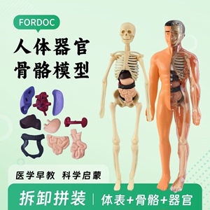 人体模型结构解剖器官内脏骨骼3D拼装医学生礼物认知教学儿童玩具