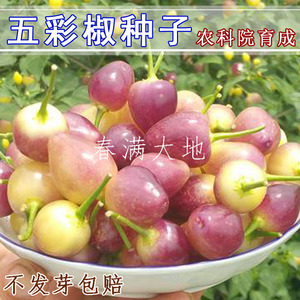 广西五彩椒种子5克 桂椒12号广西农科院育成七彩椒五色辣椒