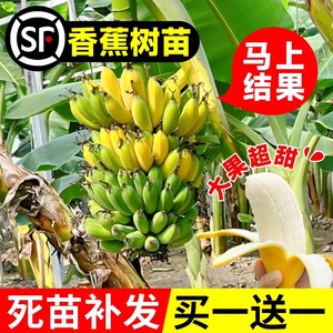 香蕉绿植树苗芭蕉树南北方种植室内外庭院盆栽矮化带叶四季水果苗