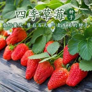 奶油大草莓种籽四季花种籽子草莓苗阳台秋季种植蔬菜种孑花卉种子