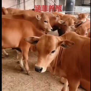 利木赞牛牛犊 小牛出售 家养肉牛牛犊