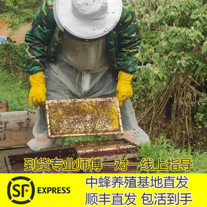 顺丰蜜蜂蜂群中锋带箱活群中华蜂土蜂笼蜂群重庆中蜂蜂群出售蜂王
