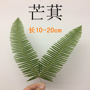 芒萁 狼萁 山蕨 乌萁 植物标本 干花 押花装饰品diy手工材料