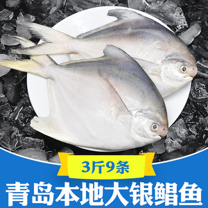 3斤 鲳鱼新鲜冷冻海鱼海鲜鲜活银鲳鱼白鲳鱼平鱼昌鱼鲳鳊鱼晶鱼大