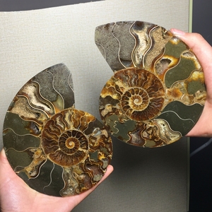 天然斑彩螺崖海螺远古生物化石玉化螺原石切片教学标本装饰品摆件