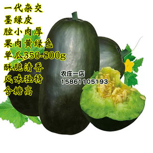 博美8号黑皮甜瓜种子果肉黄绿色酥脆清香香瓜种籽薄皮杂交新品种