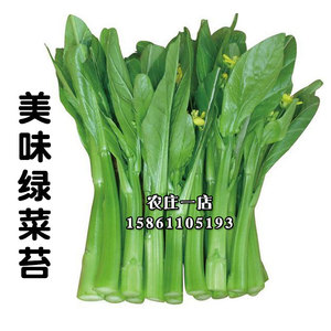 广东四九菜心种子四季播春秋冬季红菜苔青菜种籽蔬菜庭院易种盆栽