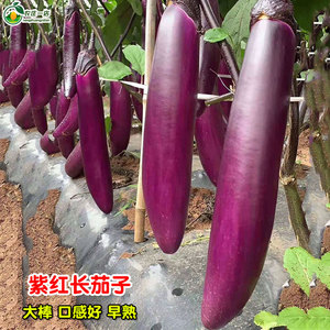 紫长茄子种籽大全本地老品种大烧烤茄子种子茄子种茄子苗春秋四季
