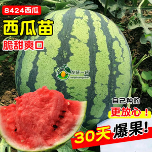 8424西瓜苗种子西瓜种籽高产无籽麒麟甜王水果蔬菜小四季特大巨型