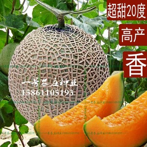 新疆网纹哈密瓜种子四季播水果哈蜜瓜甜瓜香西瓜阳台蔬菜种籽正品