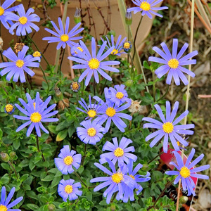 多年生春季蓝色开花植物阳台盆栽花卉耐寒雏菊花苗玛格丽特费丽菊