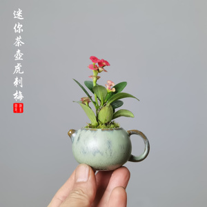 迷你茶壶铁海棠虎刺梅盆栽室内绿植四季开花办公阳台花卉开花植物