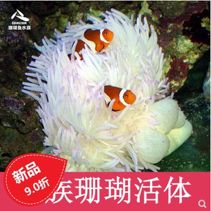 紫点白黄奶嘴海葵珊瑚小丑鱼共生葵它水族宠物水母宠物水生小