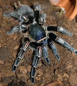 哥斯达黎加斑马脚蓝色种宠物蜘蛛2-3cm温顺无毒品种可上手捕鸟蛛