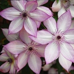 F系四季重瓣铁线莲爬藤植物花苗带花庭院花卉盆栽地栽观花植物