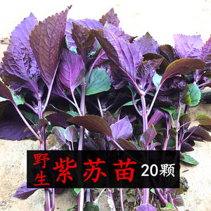 农家野生新鲜带根带土紫苏叶苗20棵大苏子叶盆栽绿植去腥食用香料