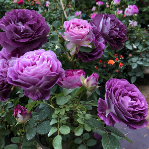 合唱团哈德斯菲尔德大花浓香紫色丰花阳台庭院盆栽好养