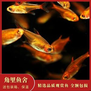 喷火灯鱼橘帆梦幻旗群游红色小型鱼水族草缸热带鱼观赏鱼活体好养