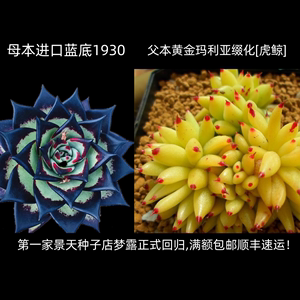 景天阁~ 播种季活动，进口蓝底乌木1930X黄金玛利亚缀化【虎鲸